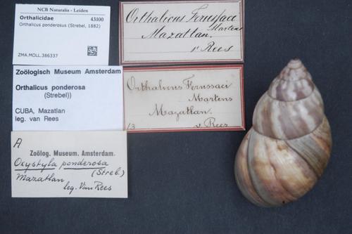 Orthalicus ponderosus
