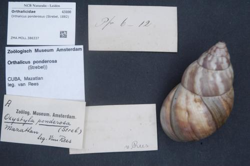 Orthalicus ponderosus