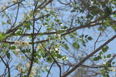 Albizia occidentalis