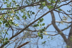 Albizia occidentalis