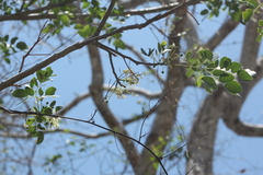 Albizia occidentalis