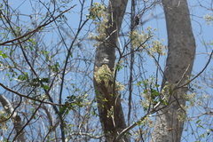 Albizia occidentalis