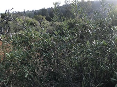 Comarostaphylis diversifolia diversifolia