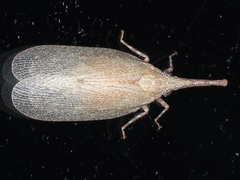 Rentinus dilatatus