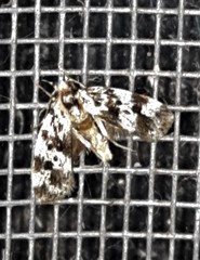 Barea euprepes