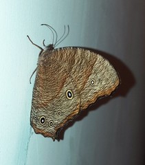 Melanitis leda bankia