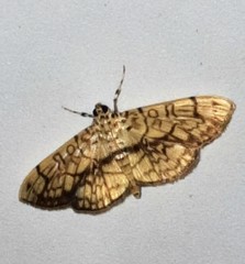 Haritalodes obliqualis