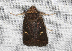 Proteuxoa hydraecioides