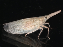 Rentinus dilatatus