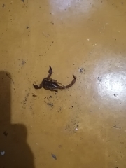 Thorellius intrepidus