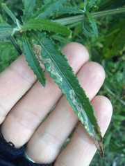 Phytomyza syngenesiae