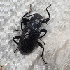 Derosphaerus sinensis