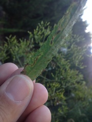 Phytomyza syngenesiae