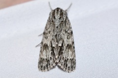 Acronicta