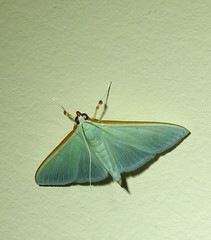 Stemorrhages amphitritalis