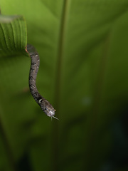 Pareas margaritophorus