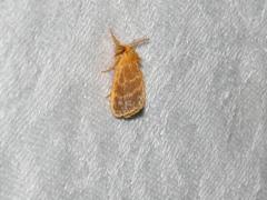 Euproctis lucifuga