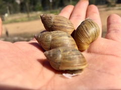 Plectostylus chilensis