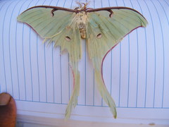 Actias truncatipennis
