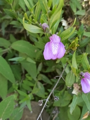 Justiciinae