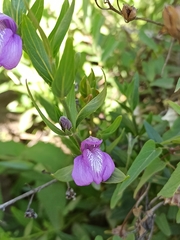 Justiciinae