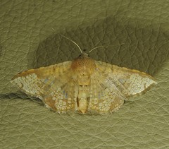 Canaea hyalospila
