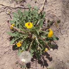 Taraxacum officinale