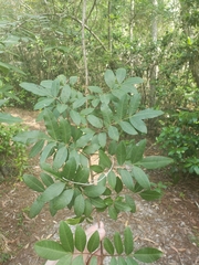 Schinus terebinthifolia