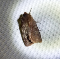 Cerastis tenebrifera