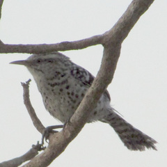 Campylorhynchus nuchalis