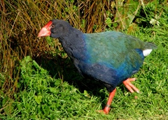 South Island Takahe photo 3