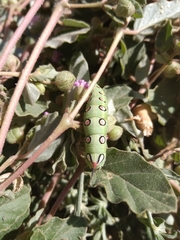 Hyles euphorbiarum