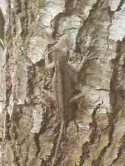 Anolis sagrei