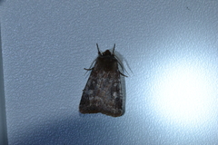 Cerastis tenebrifera