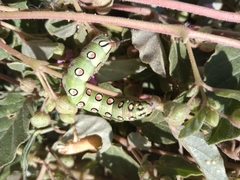 Hyles euphorbiarum