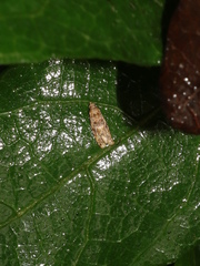 Lobesia physophora