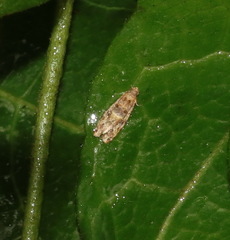Lobesia physophora