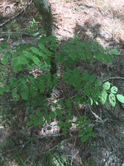 Amorpha ouachitensis