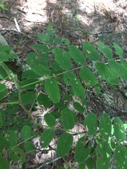 Amorpha ouachitensis