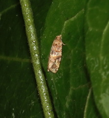 Lobesia physophora