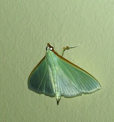 Stemorrhages amphitritalis