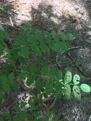 Amorpha ouachitensis