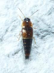 Tachyporus jocosus