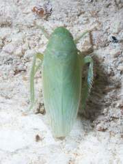 Gyponana angulata