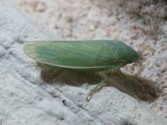 Gyponana angulata