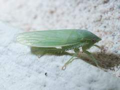 Gyponana angulata