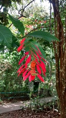 Warszewiczia coccinea