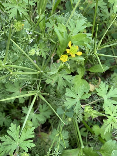Rough-fruited buttercup