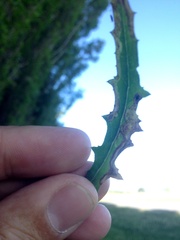 Phytomyza syngenesiae