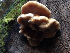 Amylocystis lapponica